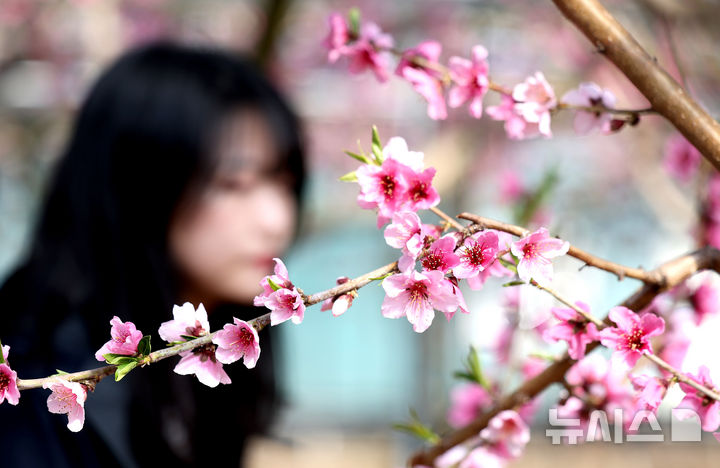 [경산=뉴시스] 이무열 기자 = 포근한 날씨를 보인 20일 경북 경산시의 한 복숭아 하우스에 복사꽃이 만개해 있다. 2025.02.20. lmy@newsis.com