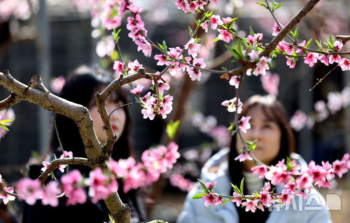 [경산=뉴시스] 이무열 기자 = 포근한 날씨를 보인 20일 경북 경산시의 한 복숭아 하우스에 복사꽃이 만개해 있다. 2025.02.20. lmy@newsis.com