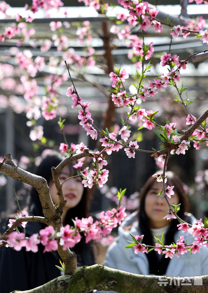 [경산=뉴시스] 이무열 기자 = 포근한 날씨를 보인 20일 경북 경산시의 한 복숭아 하우스에 복사꽃이 만개해 있다. 2025.02.20. lmy@newsis.com