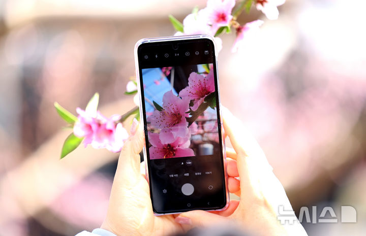 [경산=뉴시스] 이무열 기자 = 포근한 날씨를 보인 20일 경북 경산시의 한 복숭아 하우스에 복사꽃이 만개해 있다. 2025.02.20. lmy@newsis.com