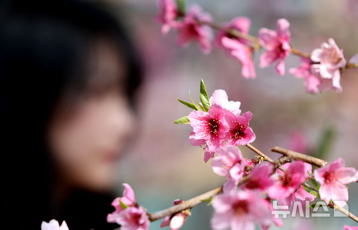 [경산=뉴시스] 이무열 기자 = 포근한 날씨를 보인 20일 경북 경산시의 한 복숭아 하우스에 복사꽃이 만개해 있다. 2025.02.20. lmy@newsis.com
