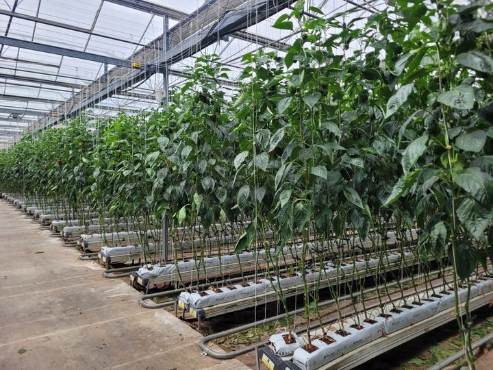 [창원=뉴시스] 강경국 기자 = 생산시설이 현대화 된 경남 창원시 파트리카 재배 농가. (사진=창원시청 제공). 2025.02.21. photo@newsis.com *재판매 및 DB 금지