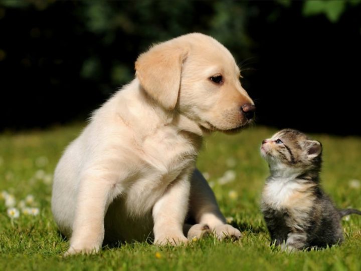 패츠마인, 국산 황태 사료로 세계 반려동물 사로잡는다