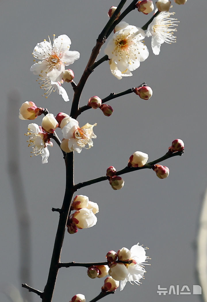 [부산=뉴시스] 하경민 기자 = 다음주 초까지 강추위가 예보된 가운데 21일 부산 수영구의 한 주택가에 '봄의 전령' 매화가 꽃망울을 터트려 시민들의 눈길을 사로잡고 있다. 2025.02.21. yulnetphoto@newsis.com