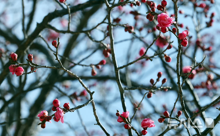 [부산=뉴시스] 하경민 기자 = 다음주 초까지 강추위가 예보된 가운데 21일 부산 남구 유엔기념공원에서 '봄의 전령' 홍매화가 꽃망울을 터트려 시민들의 눈길을 사로잡고 있다. 2025.02.21. yulnetphoto@newsis.com