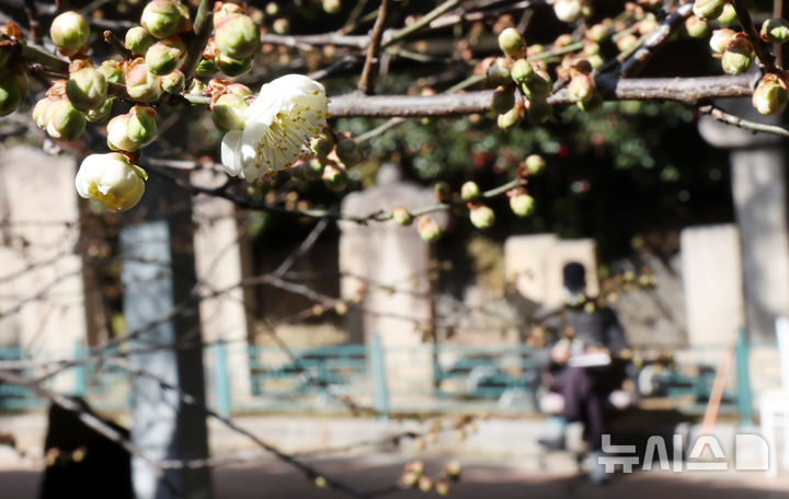[부산=뉴시스] 하경민 기자 = 다음주 초까지 강추위가 예보된 가운데 21일 부산 수영구의 한 주택가에 '봄의 전령' 매화가 꽃망울을 터트려 시민들의 눈길을 사로잡고 있다. 2025.02.21. yulnetphoto@newsis.com
