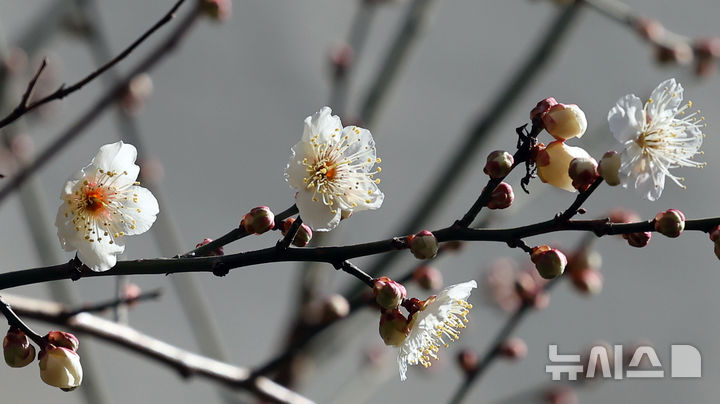 [부산=뉴시스] 하경민 기자 = 다음주 초까지 강추위가 예보된 가운데 21일 부산 수영구의 한 주택가에 '봄의 전령' 매화가 꽃망울을 터트려 시민들의 눈길을 사로잡고 있다. 2025.02.21. yulnetphoto@newsis.com