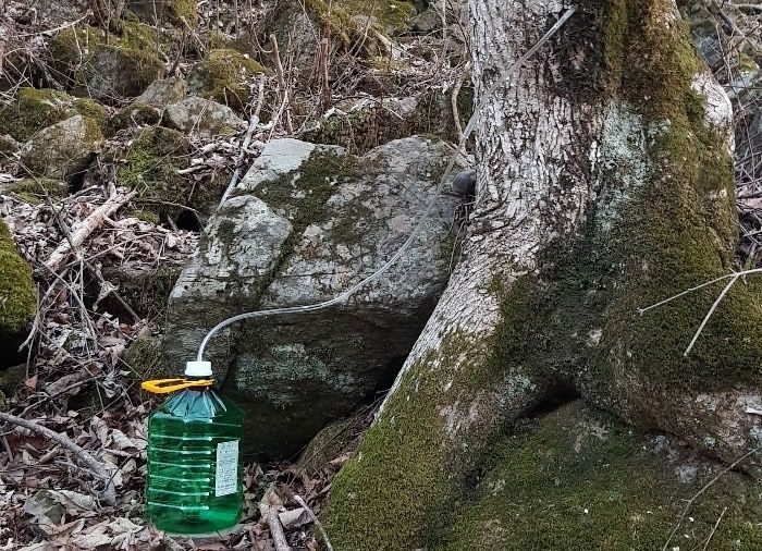 고로쇠 수액 채취 모습. (사진=충북산림환경연구소 제공) *재판매 및 DB 금지