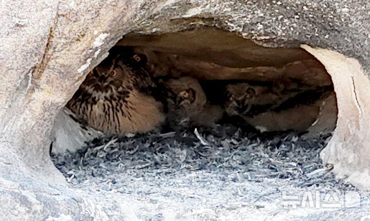 [산청=뉴시스] 차용현 기자 = 23일 오전 경남 산청군 인근 한 하천에서 멸종위기 야생동물 2급이자 천연기념물인 수리부엉이가 새끼 3마리를 육추하고 있다. 수리부엉이는 한국에서 가장 큰 올빼미과 조류로 쥐, 꿩, 비둘기, 뱀, 개구리 등을 잡아먹는다. 2025.02.23. con@newsis.com
