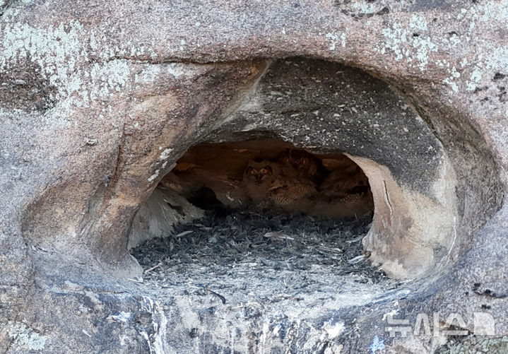 [산청=뉴시스] 차용현 기자 = 23일 오전 경남 산청군 인근 한 하천에서 멸종위기 야생동물 2급이자 천연기념물인 수리부엉이가 새끼 3마리를 육추하고 있다. 수리부엉이는 한국에서 가장 큰 올빼미과 조류로 쥐, 꿩, 비둘기, 뱀, 개구리 등을 잡아먹는다. 2025.02.23. con@newsis.com