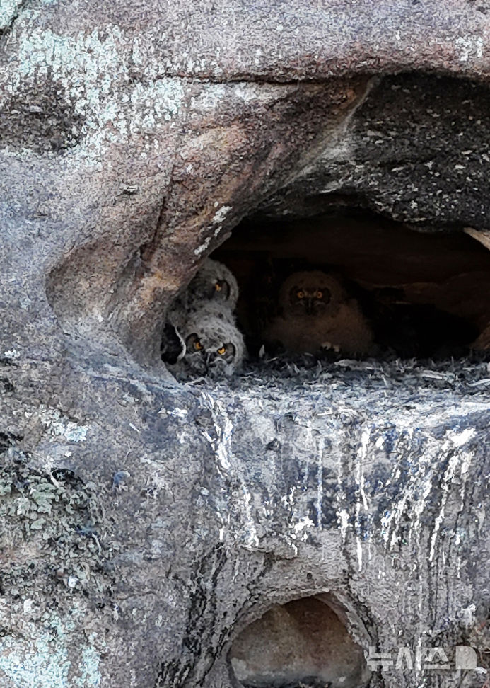 [산청=뉴시스] 차용현 기자 = 23일 오전 경남 산청군 인근 한 하천에서 멸종위기 야생동물 2급이자 천연기념물인 수리부엉이가 새끼 3마리를 육추하고 있다. 수리부엉이는 한국에서 가장 큰 올빼미과 조류로 쥐, 꿩, 비둘기, 뱀, 개구리 등을 잡아먹는다. 2025.02.23. con@newsis.com