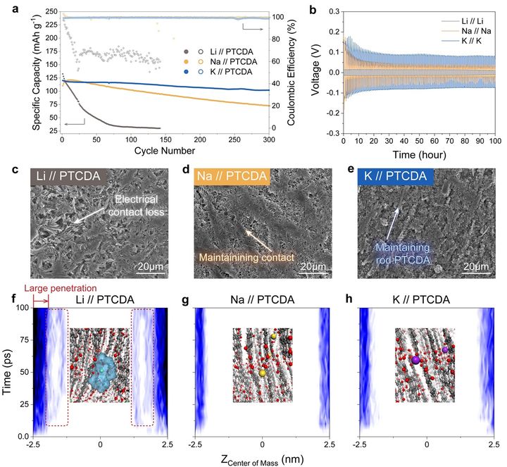 [울산=뉴시스] 구미현 기자 =울산과학기술원(UNIST)은 곽원진 에너지화학공학과 교수팀과 최준명 한양대학교 기계공학과 교수팀이 공동 연구를 통해 전해질 안에서 일어나는 용매와 양이온 간의 강한 상호작용이 유기배터리 전극의 용출 현상을 강화한다는 사실을 규명했다고 24일 밝혔다. 2025.02.24. (사진=UNIST 제공) photo@newsis.com *재판매 및 DB 금지