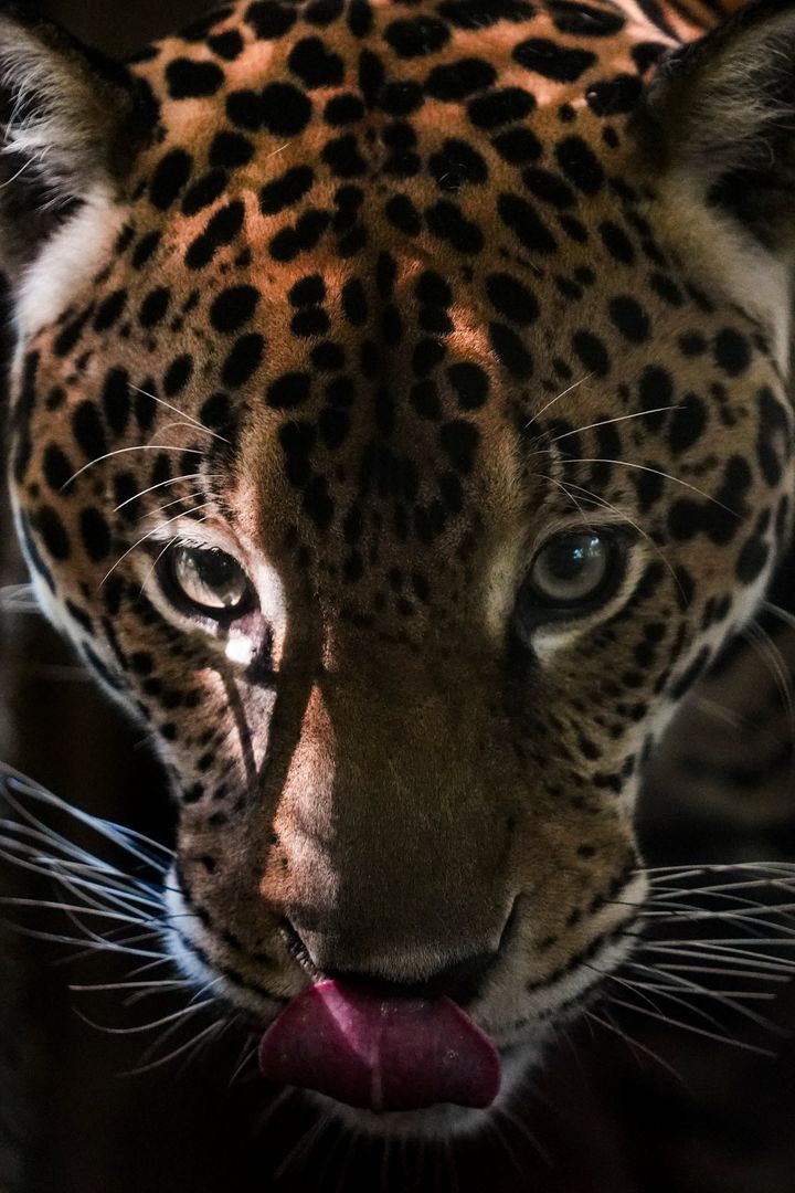 [서울=뉴시스] 멸종위기종 재규어의 모습이다 (사진=워싱턴포스트 홈페이지 캡쳐) 2025.02.24. photo@newsis.com *재판매 및 DB 금지