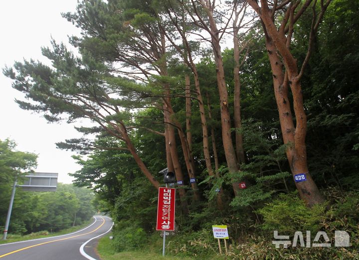 [제주=뉴시스] 우장호 기자 = 소나무재선충병에 감염된 나무. (사진=뉴시스DB)