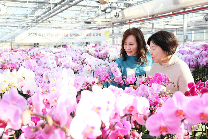 [세종=뉴시스] 농촌진흥청은 지난 10~14일 전북 완주군 국립원예특작과학원에서 '국내 육성 난 품종 평가회'가 진행됐다고 24일 밝혔다. (사진=농진청 제공) 2025.02.24. photo@newsis.com *재판매 및 DB 금지