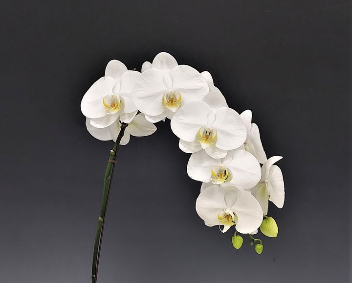 [세종=뉴시스] 농촌진흥청은 지난 10~14일 전북 완주군 국립원예특작과학원에서 '국내 육성 난 품종 평가회'가 진행됐다고 24일 밝혔다. 사진은 팔레놉시스 '설화' 꽃. (사진=농진청 제공) 2025.02.24. photo@newsis.com *재판매 및 DB 금지