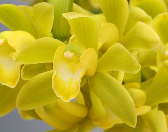 [세종=뉴시스] 농촌진흥청은 지난 10~14일 전북 완주군 국립원예특작과학원에서 '국내 육성 난 품종 평가회'가 진행됐다고 24일 밝혔다. 사진은 심비디움 연두랑 꽃. (사진=농진청 제공) 2025.02.24. photo@newsis.com *재판매 및 DB 금지