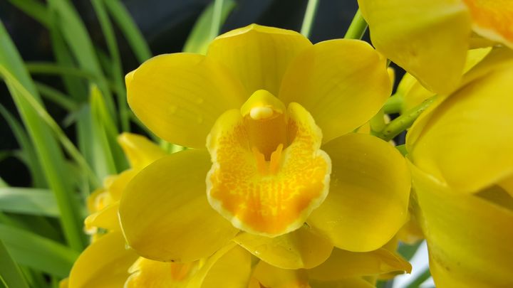 [세종=뉴시스] 농촌진흥청은 지난 10~14일 전북 완주군 국립원예특작과학원에서 '국내 육성 난 품종 평가회'가 진행됐다고 24일 밝혔다. 사진은 심비디움 우수계통(원교F1-83). (사진=농진청 제공) 2025.02.24. photo@newsis.com *재판매 및 DB 금지