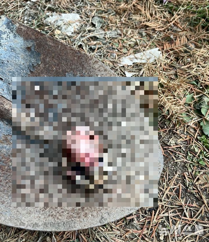 [서울=뉴시스] 지난달 2일 서울 강남구 압구정동 한 아파트 단지 내 화단에서 머리가 잘린 고양이 사체가 발견됐다. (사진=제보자 제공)