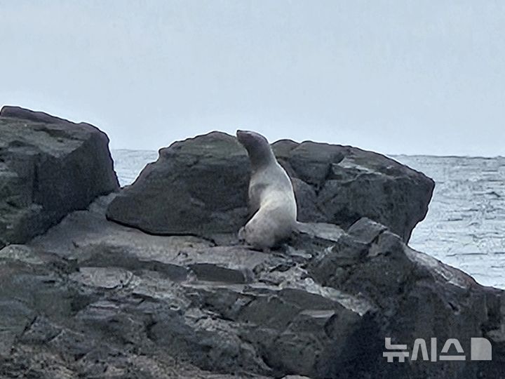[제주=뉴시스] 25일 오후 제주시 추자도 대관탈도 해상에서 큰바다사자가 발견됐다. (사진=낚시팀 TWA 양승혁씨 제공) 2025.02.25. photo@newsis.com 
