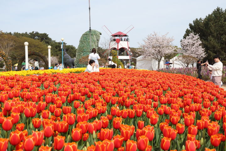 [태안=뉴시스] 지난해 충남 태안 안면도 꽃지해수욕장 일원에서 열린 세계튤립꽃박람회 모습. (사진=태안군 제공) 2025.02.25. photo@newsis.com *재판매 및 DB 금지
