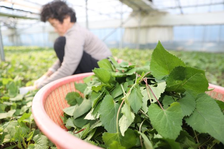 [고성(경남)=뉴시스] 신정철 기자= 경남 고성군의 특산물인 취나물, 머위 등이 봄 향기와 함께 본격 출하되고 있다. 취나물은 지난 24일 하일면 새고성농협 농산물 공판장에서 개최된 초매식에서 지난해보다 10%가량 높은 kg당 1만6300원 선으로, 물량 869kg, 판매액은 1320만 원가량 거래됐다.사진은 노지 취나물 모습.(사진=고성군 제공).2025.02.25. photo@newsis.com *재판매 및 DB 금지