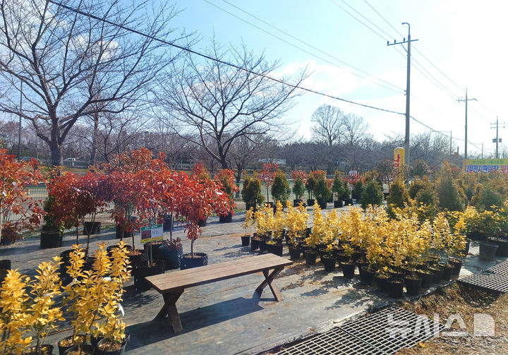 [광주=뉴시스] 산림조합중앙회 광주전남지역본부를 포함한 15개 지역 산림조합이 오는 4월15일까지 '봄철 나무전시·판매장'을 운영한다. 사진은 산림조합 광주전남본부 내 전시판매장. (사진=산림조합 광주전남본부 제공) 2025.02.25. photo@newsis.com 