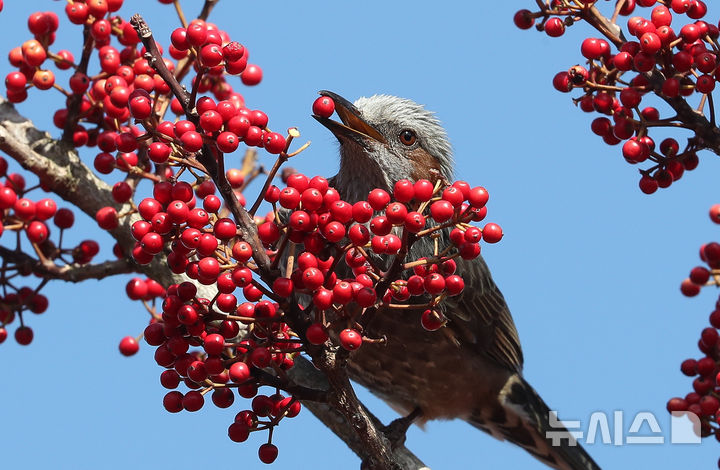 [서귀포=뉴시스] 우장호 기자 = 추위가 물러가고 평년기온을 회복한 25일 오전 제주 서귀포시 칠십리시공원에서 직박구리가 먼나무 열매를 먹고 있다. 2025.02.25. woo1223@newsis.com