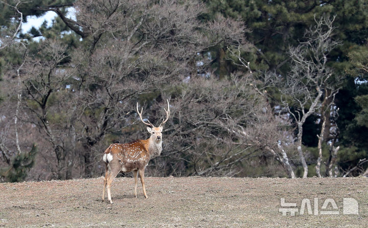 [제주=뉴시스] 우장호 기자 = 평년기온을 회복한 25일 오후 제주 한라산 중산간 자락에서 외래종인 꽃사슴이 먹이활동을 하고 있다.제주도에 따르면 '한라산 유해야생동물 포획사업'을 통해 지난해 포획된 사슴 수는 50마리다. 2020년 28마리, 2021년 30마리, 2022년 50마리, 2023년 51마리 등 증가하는 추세다. 2025.02.25. woo1223@newsis.com