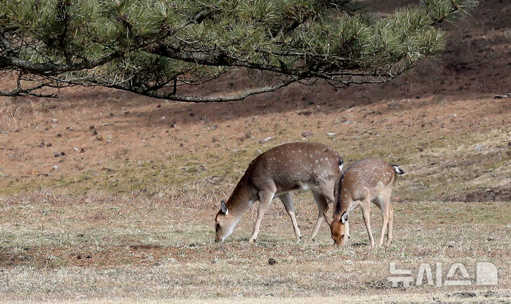 [제주=뉴시스] 우장호 기자 = 평년기온을 회복한 25일 오후 제주 한라산 중산간 자락에서 외래종인 꽃사슴이 먹이활동을 하고 있다.제주도에 따르면 '한라산 유해야생동물 포획사업'을 통해 지난해 포획된 사슴 수는 50마리다. 2020년 28마리, 2021년 30마리, 2022년 50마리, 2023년 51마리 등 증가하는 추세다. 2025.02.25. woo1223@newsis.com