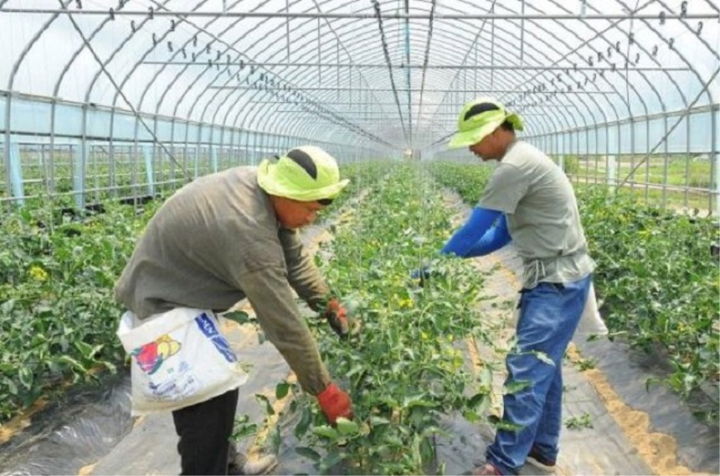 외국인 계절 근로자가 시설재배 농가에서 농사일을 하고 있다.(강원도 제공)photo@newsis.com *재판매 및 DB 금지