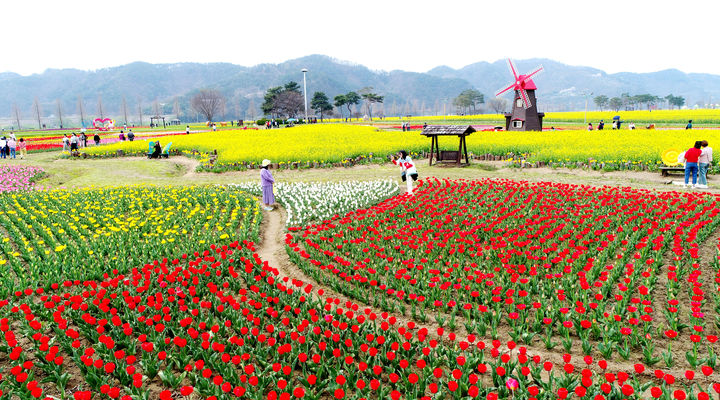 [창녕=뉴시스] 창녕 낙동강유채축제 모습. (사진= 창녕군 제공) 2025.02.26. photo@newsis.com *재판매 및 DB 금지