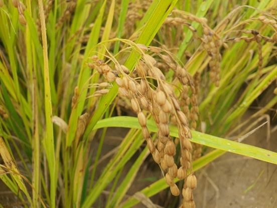 [세종=뉴시스] 농촌진흥청은 기후변화로 증가하는 수발아 피해에 대응하기 위해 '해들' '나들미' 등 수발아에 강한 품종 보급을 늘리고 있다고 26일 밝혔다. 사진은 수발아에 강한 해들. (사진=농진청 제공) 2025.02.26. photo@newsis.com *재판매 및 DB 금지