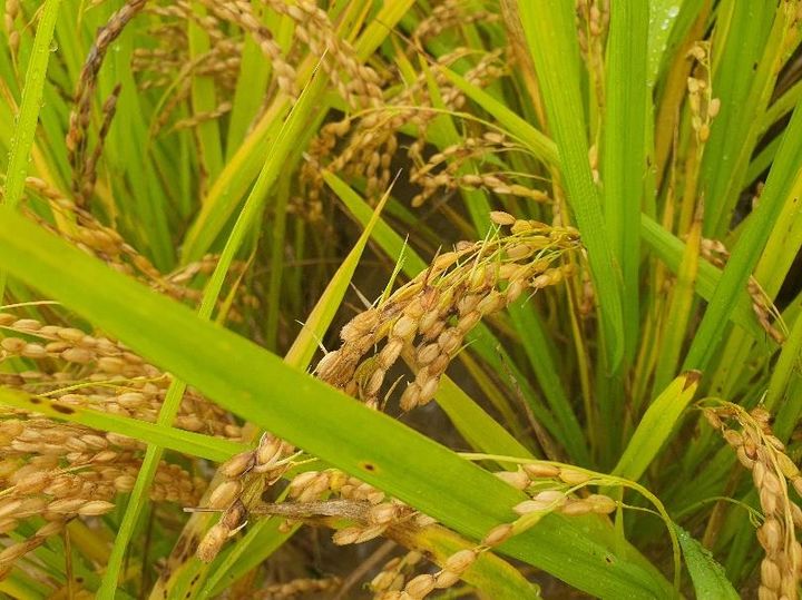 [세종=뉴시스] 사진은 수발아 피해를 입은 벼 모습. (사진=농촌진흥청 제공) 2025.02.26. photo@newsis.com *재판매 및 DB 금지