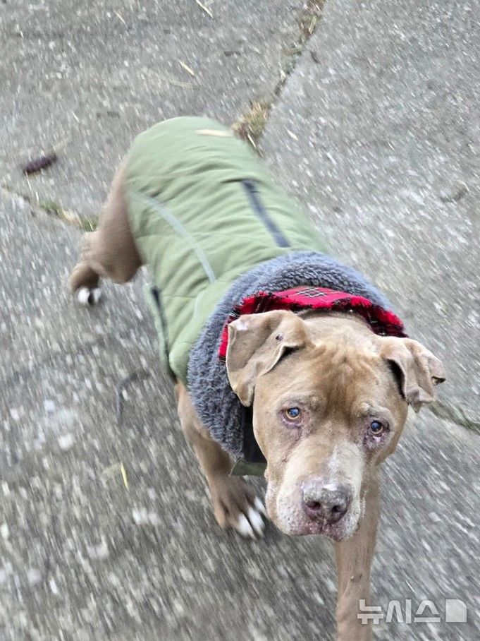 [서울=뉴시스] 트럭에 묶여있던 노숙인의 반려견을 데려가 치료하고 다시 돌려주지 않는 수의사가 절도 혐의를 받고 있다. (사진=AP통신)