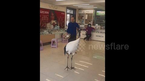 중국의 한 번화가에 '멸종위기종' 두루미가 깜짝 출현해 포착됐다. (사진=docnhanh) *재판매 및 DB 금지