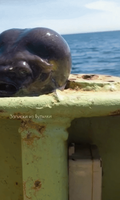 러시아의 한 어부가 우연히 낚은 심해 생물을 공개했다. (영상=인스타그램) *재판매 및 DB 금지