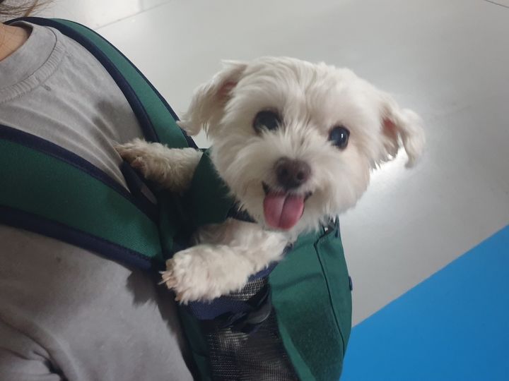 [서울=뉴시스] 보호자와 함께 강동구 우리동네 펫위탁소로 가고 있는 반려견. 2025.03.01 (사진 제공=강동구청) photo@newsis.com *재판매 및 DB 금지