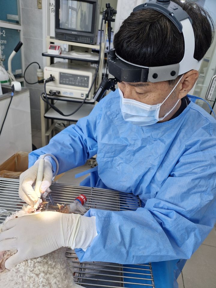 [서울=뉴시스] 구로구 소재 동물병원에서 반려동물이 진료받고 있는 모습. 2025.03.01 (사진 제공=구로구청) photo@newsis.com *재판매 및 DB 금지