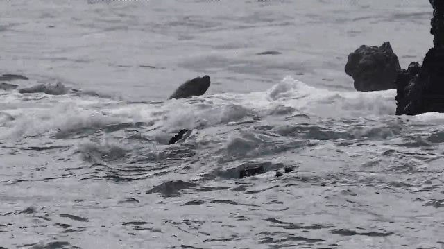 [제주=뉴시스] 지난달 28일 오전 제주 서귀포시 법환동 해상에서 해양보호생물 큰바다사자가 발견됐다. 지난달 25일 이후 나흘 만이다. (사진=다큐제주, 제주대학교 고래·해양생물보전연구센터 제공) 2025.03.01. photo@newsis.com *재판매 및 DB 금지