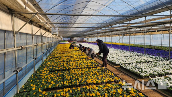 [안양=뉴시스] 안양시 동안구 비산동 꽃 양묘장에서 팬지, 데이지, 금잔화, 비올라 등 13만본이 출하를 준비하고 있는 가운데 관계자들이 분주한 손놀림을 하고 있다. (사진=안양시 제공).2025.03.01.photo@newsis.com