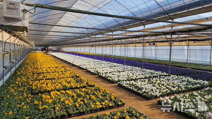 [안양=뉴시스] 안양시 동안구 비산동 양묘장에 봄꽃이 가득하다. (사진=안양시 제공).2025.03.01.photo@newsis.com