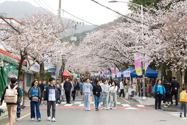 [통영=뉴시스] 신정철 기자= 제20회 통영 봉숫골 꽃나들이 축제가 벚꽃 개화시기인 오는 29~30 양일간 통영시 봉평동 봉수골 일원에서 개최될 예정이다.사진은 벚꽃이 만개한 봉수골 전경 모습.(사진=뉴시스DB).2025.03.02. sin@newsis.com *재판매 및 DB 금지