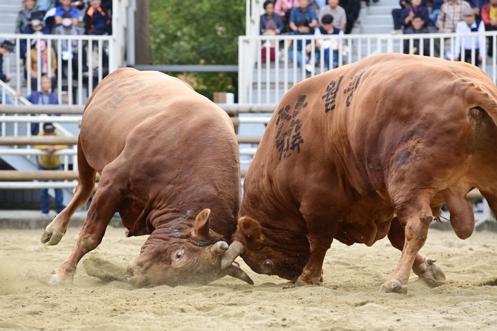 [진주=뉴시스]진주시, 민속소힘겨루기대회.(사진=진주시 제공).2025.03.02.photo@newsis.com *재판매 및 DB 금지