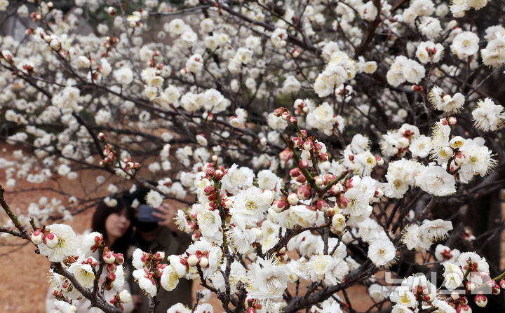 [부산=뉴시스] 하경민 기자 = 절기상 경칩을 사흘 앞둔 2일 부산 남구 동명대학교를 찾은 시민들이 활짝 핀 매화를 구경하고 있다. 2025.03.02. yulnetphoto@newsis.com