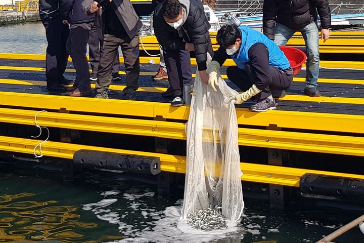 [부산=뉴시스] 부산 강서구 연안에서 점농어 방류가 진행되고 있다. (사진=부산시 제공) 2025.03.03. photo@newsis.com *재판매 및 DB 금지