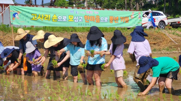 [광주=뉴시스] 본량초 학생들이 지난해 학교 옆 논에서 손모내기를 체험하는 모습. (자료사진 = 본량초 제공). 2025.03.03. photo@newsis.com *재판매 및 DB 금지
