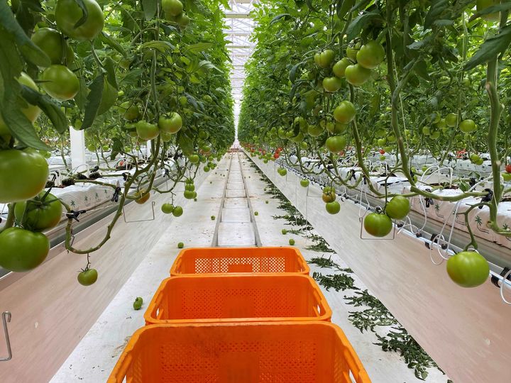 시설원예 작물 토마토 재배 비닐하우스 내부 모습. (사진=뉴시스 DB) *재판매 및 DB 금지