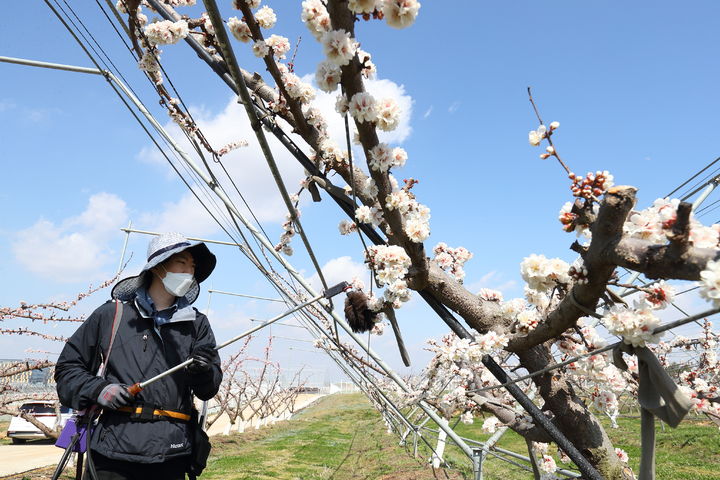 [세종=뉴시스] 농촌진흥청이 플럼코트, 자두, 살구 등 핵과류의 안정적인 열매 맺음을 위해 꽃가루 제공나무(수분수) 심는 방법과 인공수분 요령을 제시했다. (사진=농촌진흥청 제공) *재판매 및 DB 금지
