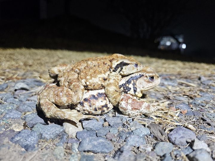 [대구=뉴시스] 대구 수성구 망월지에 산란을 위해 두꺼비들이 군집을 이뤄 대거 이동을 시작했다. (사진=대구 수성구 제공) 2025.03.04. photo@newsis.com *재판매 및 DB 금지